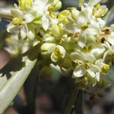 Fiori di Olivo